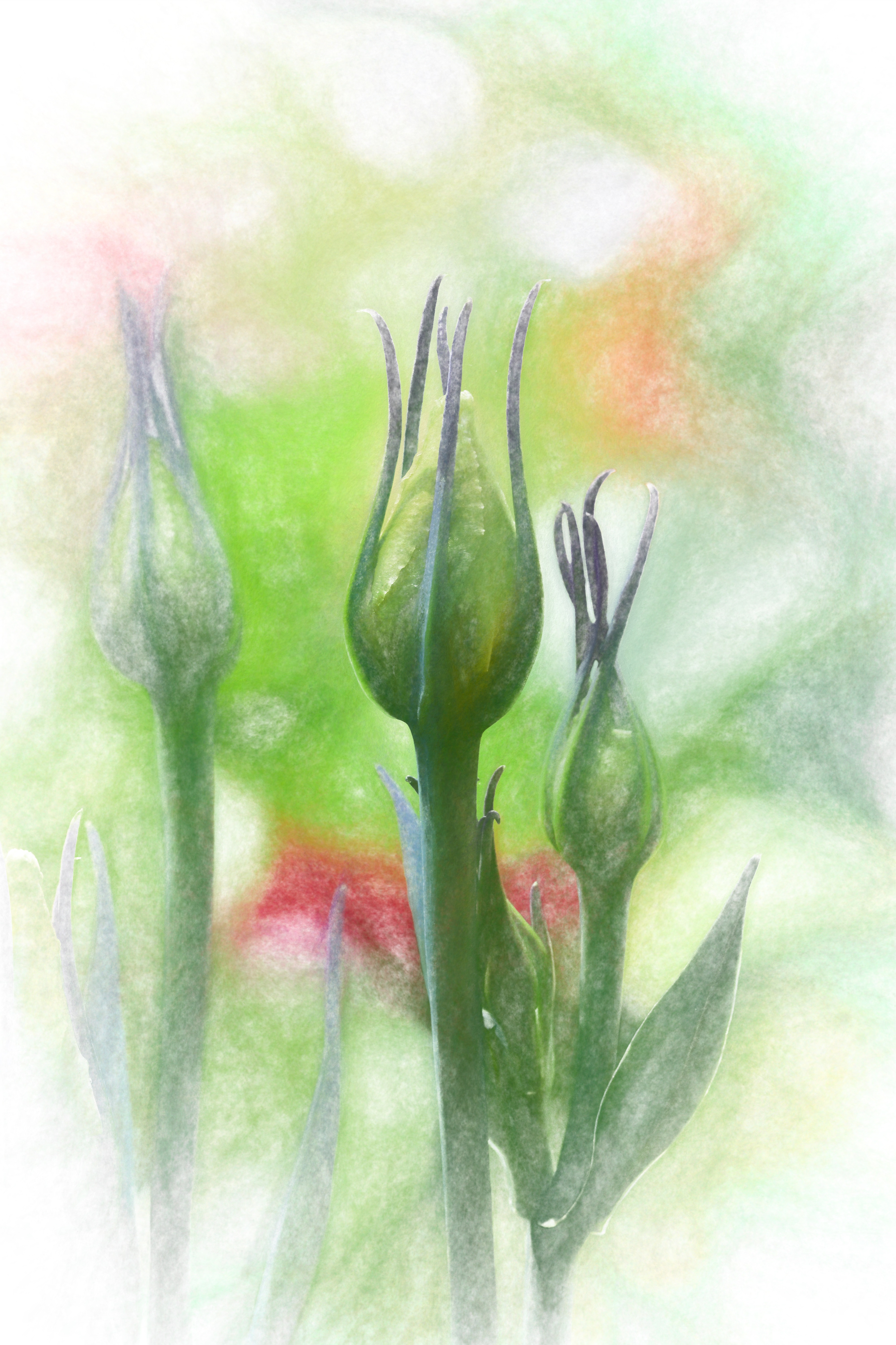 Chalk Blossom